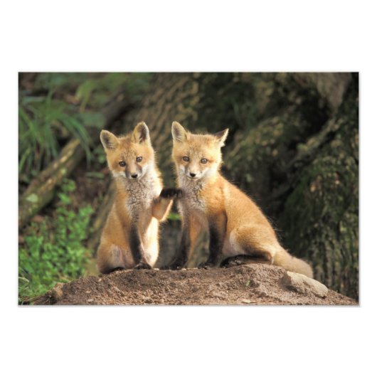Rode vos pup voor hol (Vulpes vulpes) Foto Afdruk (Voorkant)