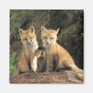 Rode vos pup voor hol (Vulpes vulpes) Magneet