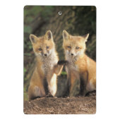 Rode vos pup voor hol Vulpes vulpes Mini Klembord (Achterkant)