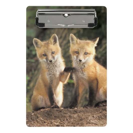 Rode vos pup voor hol Vulpes vulpes Mini Klembord (Voorkant)