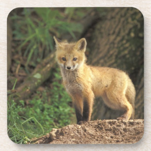 Rode vos pup voor hol (Vulpes vulpes) Onderzetter