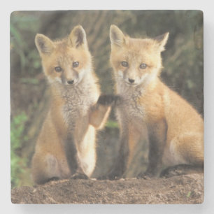 Rode vos pup voor hol (Vulpes vulpes) Stenen Onderzetter