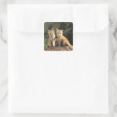 Rode vos pup voor hol (Vulpes vulpes) Vierkante Sticker (Tas)