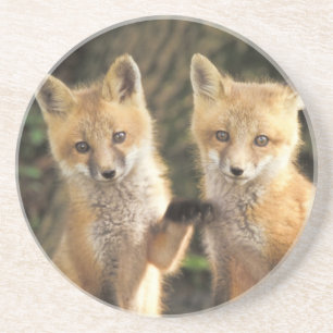 Rode vos pup voor hol (Vulpes vulpes) Zandsteen Onderzetter