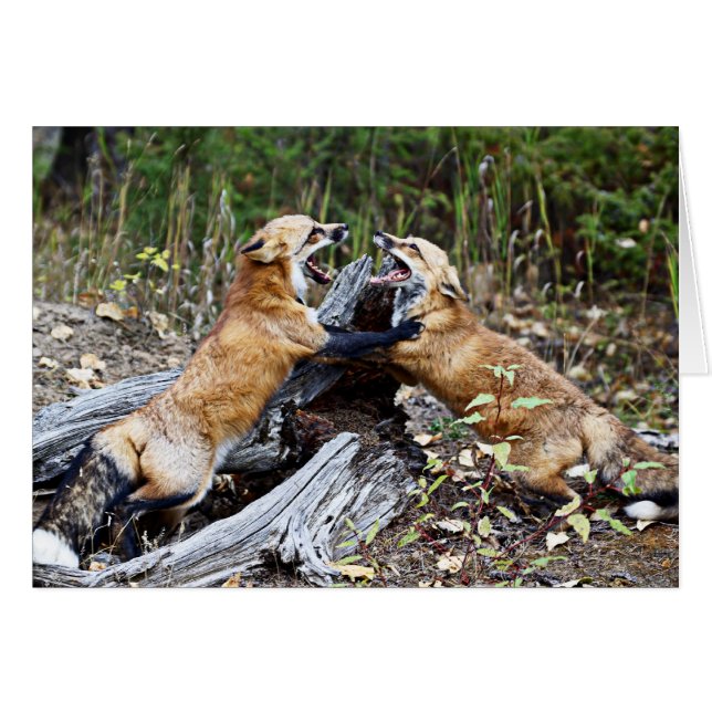 Rode vos - Vecht (Voorkant Horizontaal)