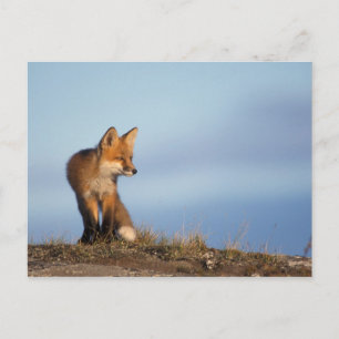 rode vos, Vulpes vulpes Briefkaart