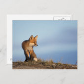 rode vos, Vulpes vulpes Briefkaart (Voorkant / Achterkant)