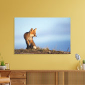 rode vos, Vulpes vulpes Canvas Afdruk (Insitu (Woonkamer))