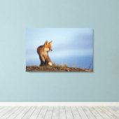 rode vos, Vulpes vulpes Canvas Afdruk (Insitu (Houten vloer))