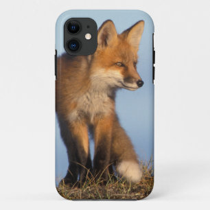 rode vos, Vulpes vulpes Case-Mate iPhone Case