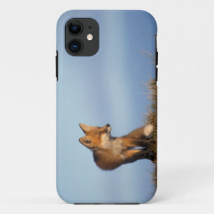 rode vos, Vulpes vulpes Case-Mate iPhone Case