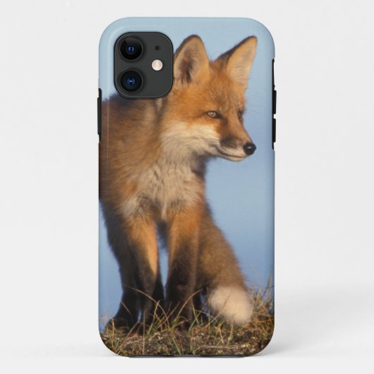 rode vos, Vulpes vulpes Case-Mate iPhone Case (Achterkant)