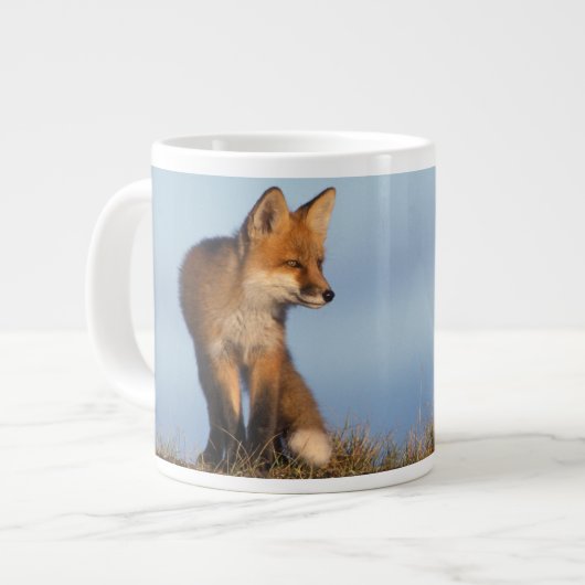 rode vos, Vulpes vulpes Grote Koffiekop (Links)
