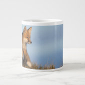 rode vos, Vulpes vulpes Grote Koffiekop (Voorkant)