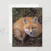 rode vos, Vulpes vulpes, in herfstkleuren Briefkaart (Voorkant / Achterkant)