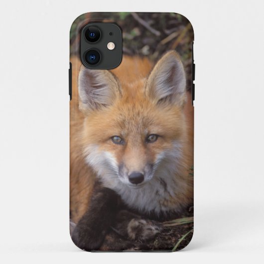 rode vos, Vulpes vulpes, in herfstkleuren Case-Mate iPhone Case (Achterkant)