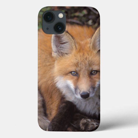 rode vos, Vulpes vulpes, in herfstkleuren Case-Mate iPhone Case (Achterkant)