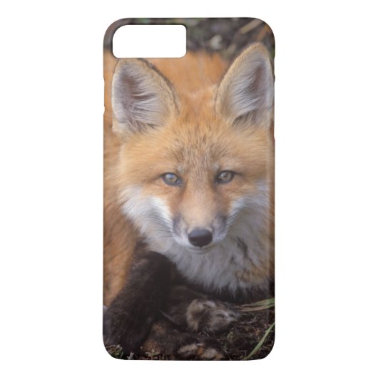 rode vos, Vulpes vulpes, in herfstkleuren Case-Mate iPhone Case (Achterkant)