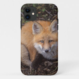 rode vos, Vulpes vulpes, in herfstkleuren Case-Mate iPhone Case