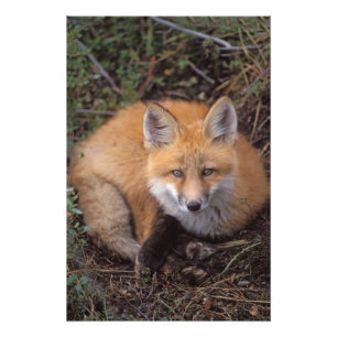 rode vos, Vulpes vulpes, in herfstkleuren Foto Afdruk