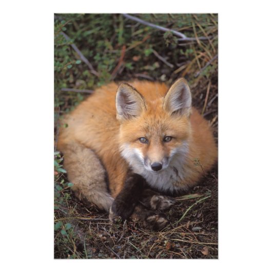 rode vos, Vulpes vulpes, in herfstkleuren Foto Afdruk (Voorkant)