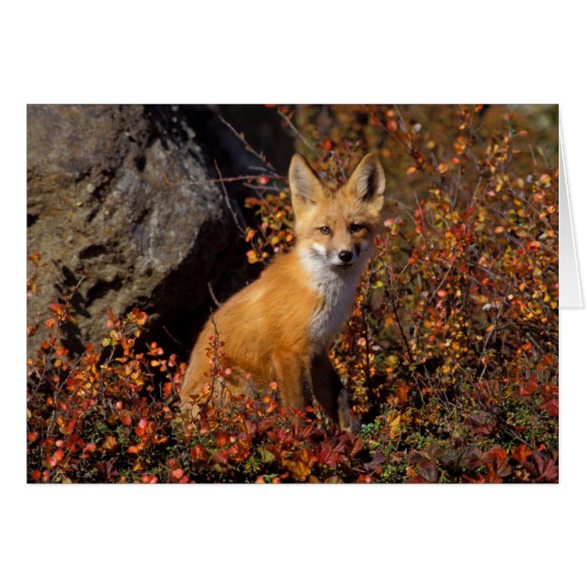 rode vos, Vulpes vulpes, in herfstkleuren langs de (Voorkant Horizontaal)