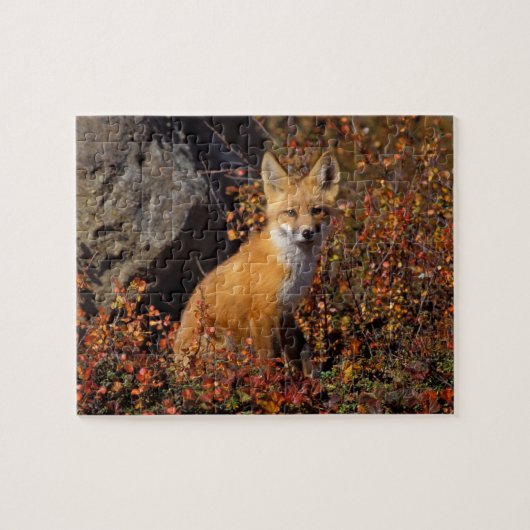 rode vos, Vulpes vulpes, in herfstkleuren langs de Legpuzzel (Horizontaal)