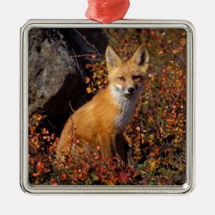 rode vos, Vulpes vulpes, in herfstkleuren langs de Metalen Ornament