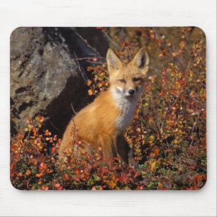 rode vos, Vulpes vulpes, in herfstkleuren langs de Muismat