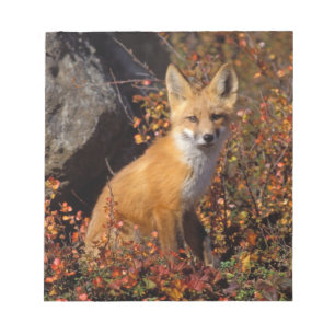 rode vos, Vulpes vulpes, in herfstkleuren langs de Notitieblok