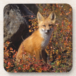 rode vos, Vulpes vulpes, in herfstkleuren langs de Onderzetter