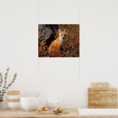 rode vos, Vulpes vulpes, in herfstkleuren langs de Poster (Keuken)