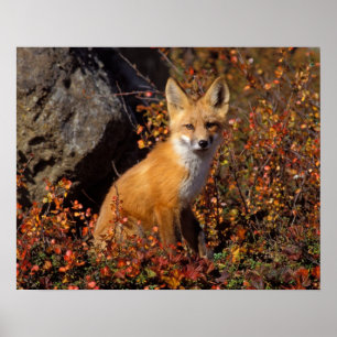 rode vos, Vulpes vulpes, in herfstkleuren langs de Poster