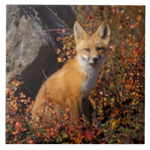 rode vos, Vulpes vulpes, in herfstkleuren langs de Tegeltje