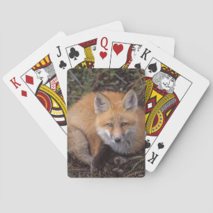 rode vos, Vulpes vulpes, in herfstkleuren Pokerkaarten
