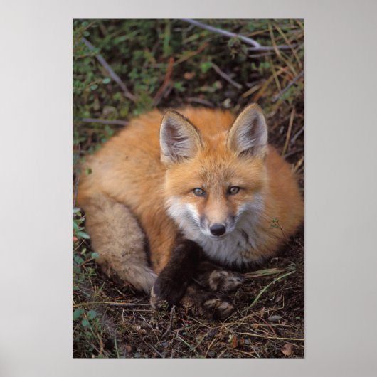 rode vos, Vulpes vulpes, in herfstkleuren Poster (Voorkant)