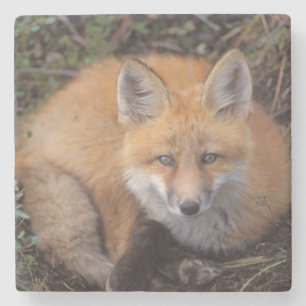rode vos, Vulpes vulpes, in herfstkleuren Stenen Onderzetter