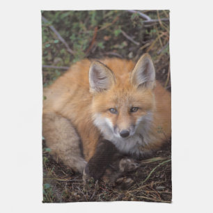 rode vos, Vulpes vulpes, in herfstkleuren Theedoek