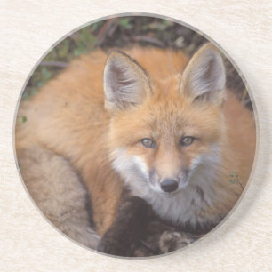 rode vos, Vulpes vulpes, in herfstkleuren Zandsteen Onderzetter