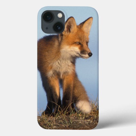 rode vos, Vulpes vulpes, in het gebied van 1002 va Case-Mate iPhone Case (Achterkant)
