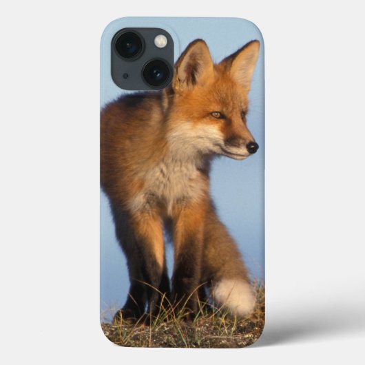 rode vos, Vulpes vulpes, in het gebied van 1002 va Case-Mate iPhone Case (Achterkant)