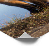 rode vos, Vulpes vulpes, in het gebied van 1002 va Poster (Hoek)