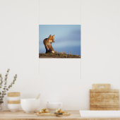 rode vos, Vulpes vulpes, in het gebied van 1002 va Poster (Keuken)