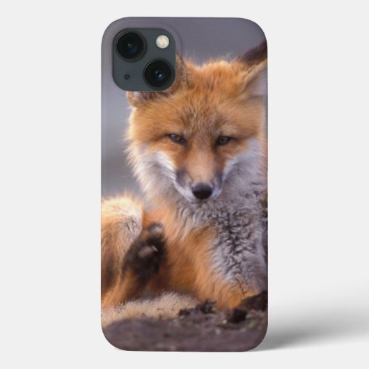 rode vos, Vulpes vulpes, jong dier krabt zichzelf, Case-Mate iPhone Case (Achterkant)