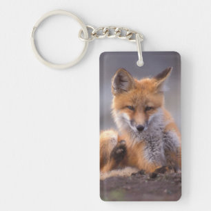 rode vos, Vulpes vulpes, jong dier krabt zichzelf, Sleutelhanger