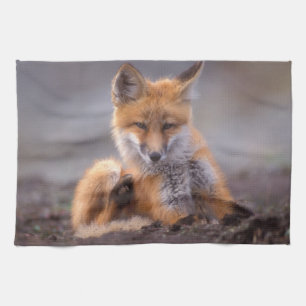 rode vos, Vulpes vulpes, jong dier krabt zichzelf, Theedoek