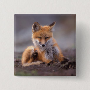 rode vos, Vulpes vulpes, jong dier krabt zichzelf, Vierkante Button 5,1 Cm