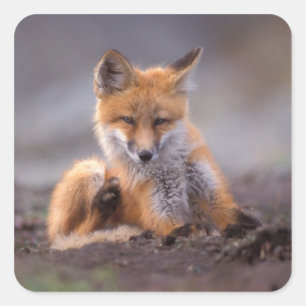 rode vos, Vulpes vulpes, jong krabbend aan zichzel Vierkante Sticker