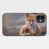 rode vos, Vulpes vulpes, jong krabt zichzelf, Case-Mate iPhone Case (Achterkant (horizontaal))