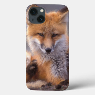 rode vos, Vulpes vulpes, jong krabt zichzelf, Case-Mate iPhone Case